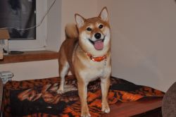 picture of dog