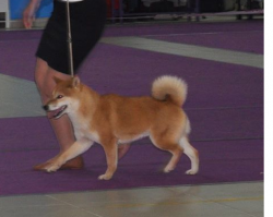 picture of dog