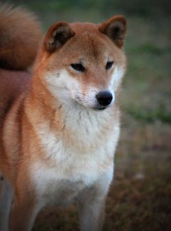 picture of dog