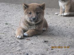 picture of dog