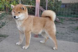 picture of dog