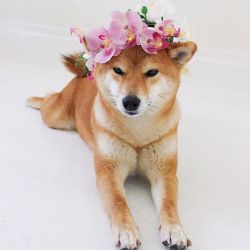 picture of dog
