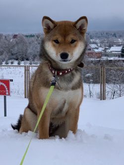 picture of dog