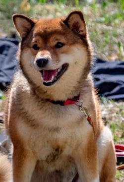 picture of dog