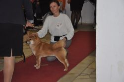 picture of dog