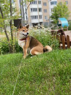 picture of dog