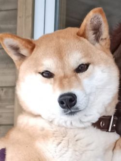picture of dog