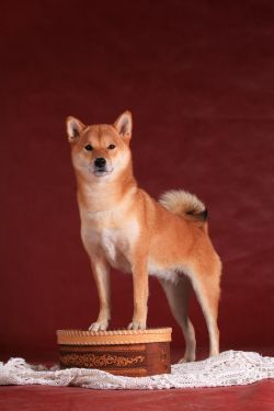 picture of dog