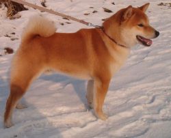 picture of dog