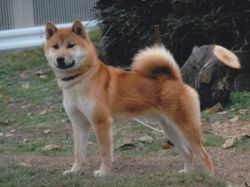 picture of dog