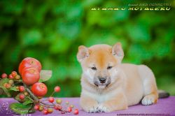 picture of dog