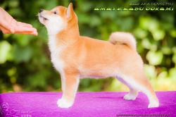 picture of dog