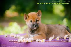 picture of dog