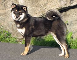 picture of dog