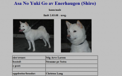 picture of dog