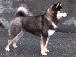 picture of dog