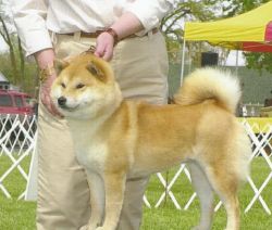 picture of dog