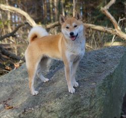 picture of dog