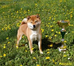picture of dog