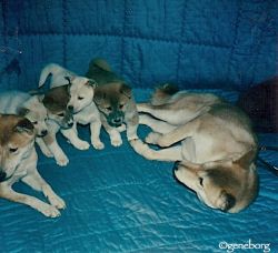 picture of dog