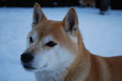 picture of dog