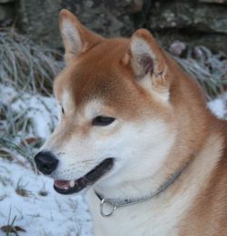 picture of dog