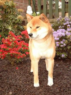 picture of dog