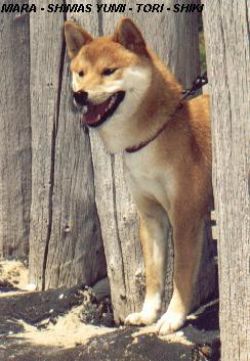 picture of dog