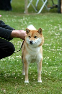 picture of dog