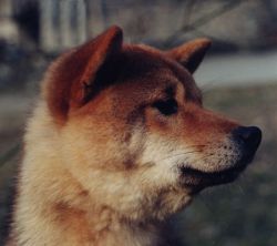 picture of dog