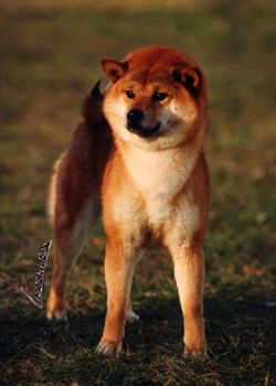 picture of dog