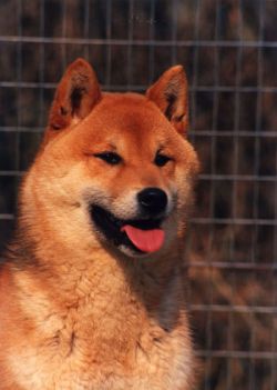 picture of dog