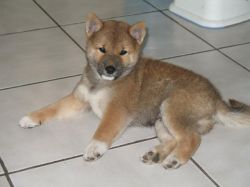 picture of dog