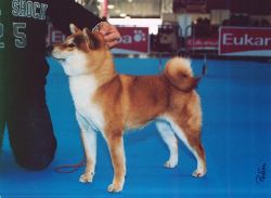 picture of dog