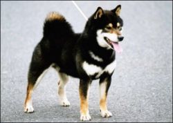 picture of dog