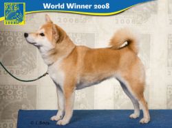 picture of dog