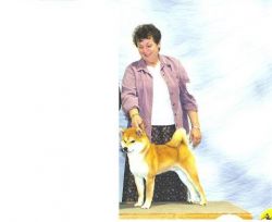 picture of dog