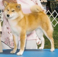 picture of dog
