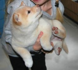 picture of dog