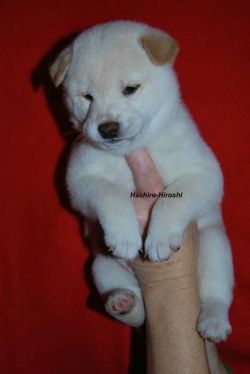 picture of dog