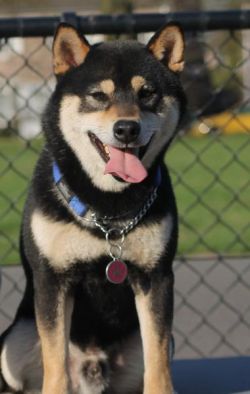 picture of dog