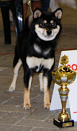 picture of dog