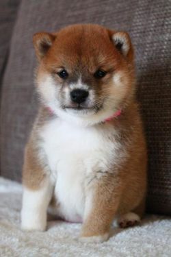 picture of dog