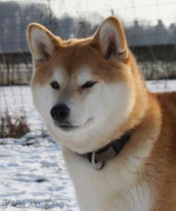 picture of dog