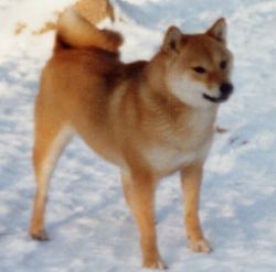 picture of dog