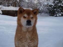 picture of dog