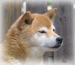 picture of dog