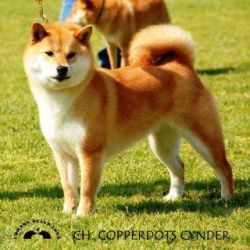 picture of dog