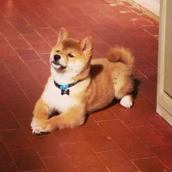 picture of dog