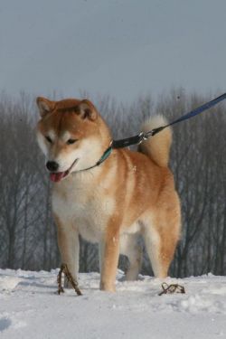 picture of dog